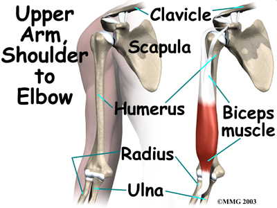 muscles of arm. Upper Arm